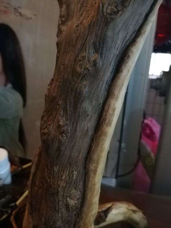 崖柏下山桩 过春节后