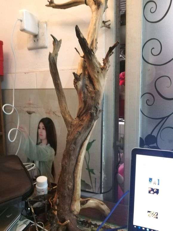 崖柏下山桩 过春节后