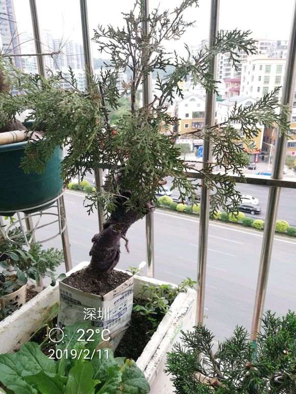 崖柏下山桩 过春节后