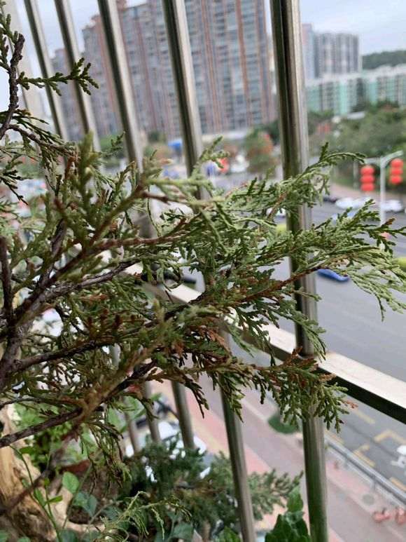 崖柏下山桩 过春节后 剥皮来看早就死了 没根