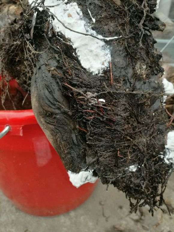 感觉这个冬天 崖柏下山桩会死光光 太难栽培了