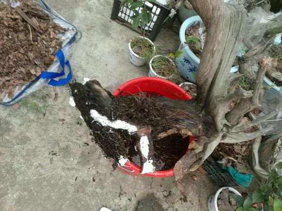 感觉这个冬天 崖柏下山桩会死光光 太难栽培了