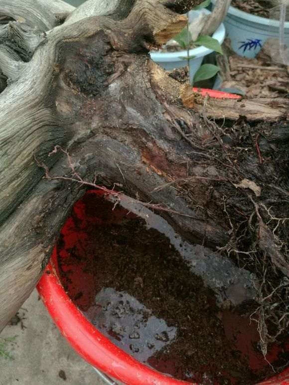 感觉这个冬天 崖柏下山桩会死光光 太难栽培了