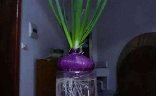 制作水培洋葱盆景发芽的方法 图片