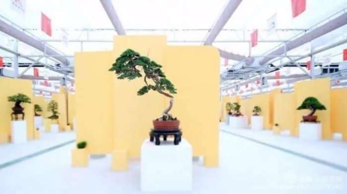 管理员就盆景乐园网成立10年 发表演讲