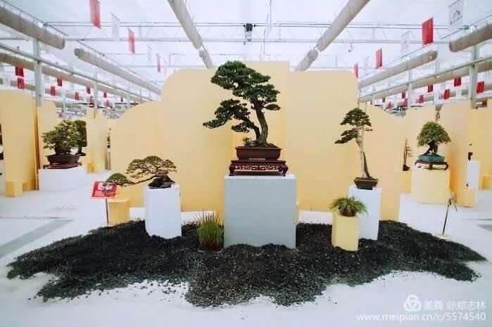 管理员就盆景乐园网成立10年 发表演讲