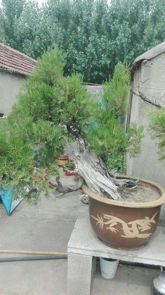 微拍上的卖崖柏下山桩 水里泡长了不易成活