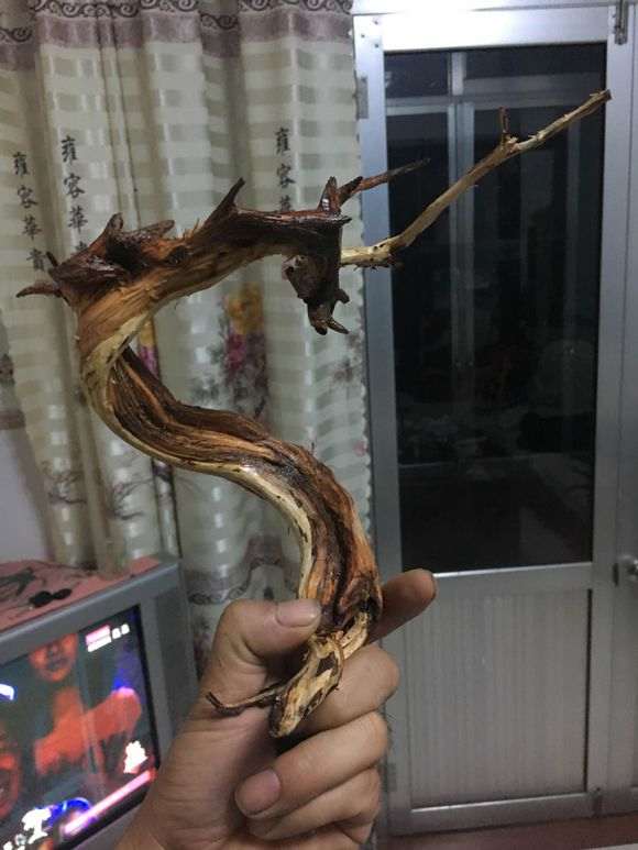 崖柏下山桩玩死了 自己动手打磨做成工艺品