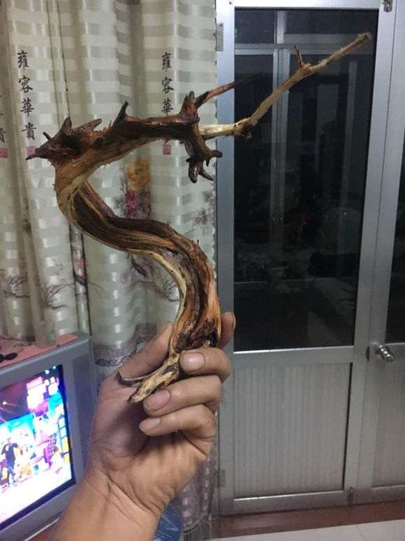 崖柏下山桩玩死了 自己动手打磨做成工艺品