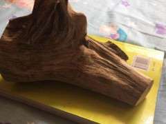 挖的崖柏下山桩怎么套袋好活发芽 图片