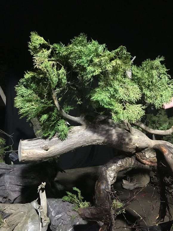 谁能告诉我怎么区分崖柏下山桩