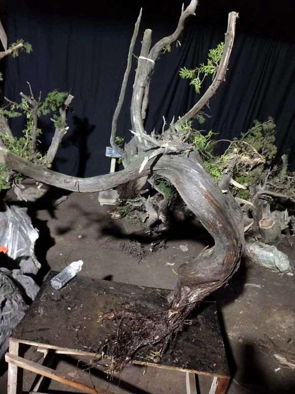 谁能告诉我怎么区分崖柏下山桩