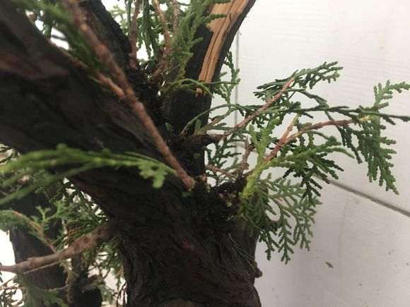 崖柏下山桩种植两个月了