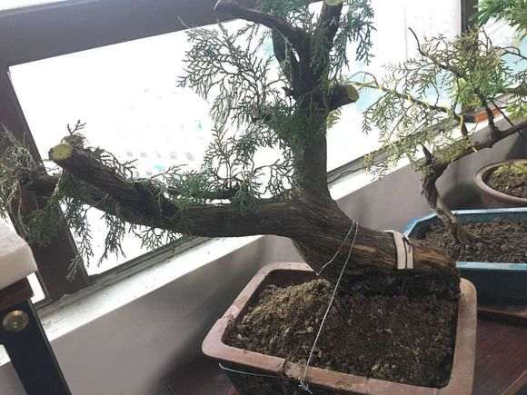 崖柏下山桩种植