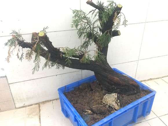 崖柏下山桩种植两个月了