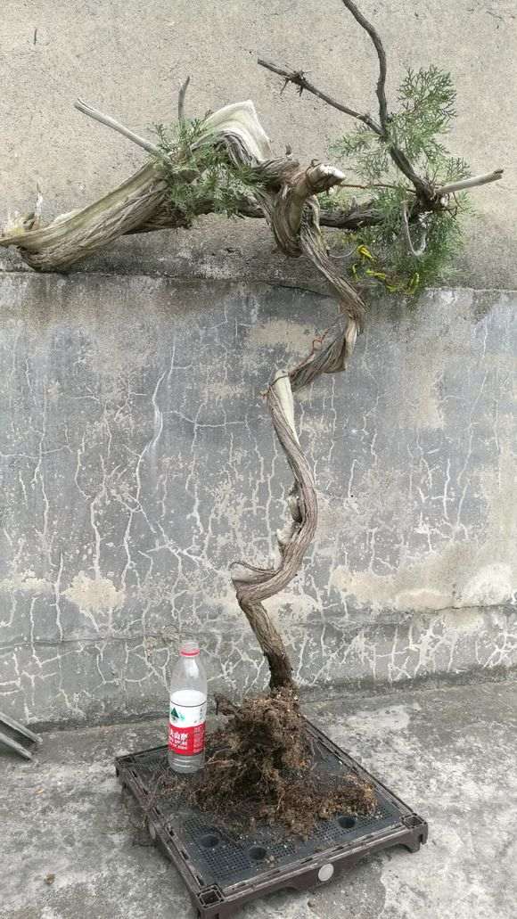 就一棵崖柏下山桩种好
