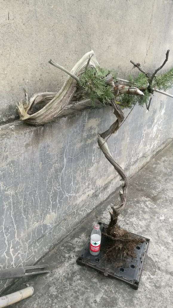 3年了 就一棵崖柏下山桩种好 成活率太低了