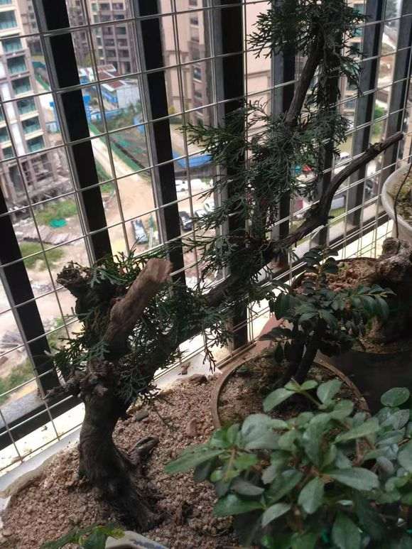 就一棵崖柏下山桩种好