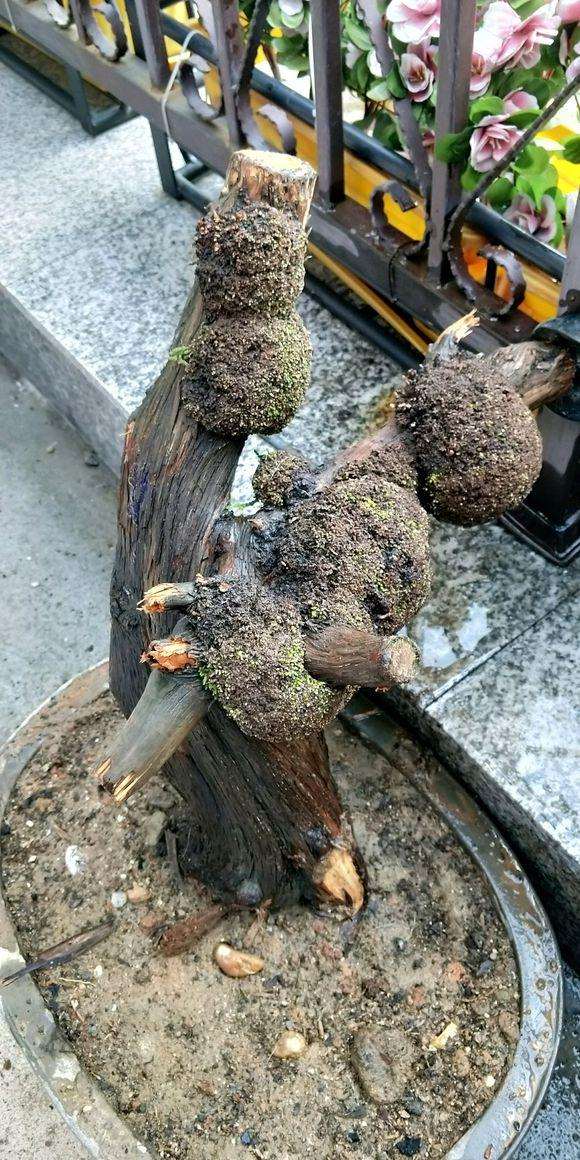 这个崖柏下山桩成活的几率大吗