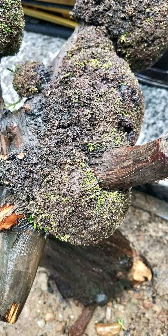 这个崖柏下山桩成活的几率大吗