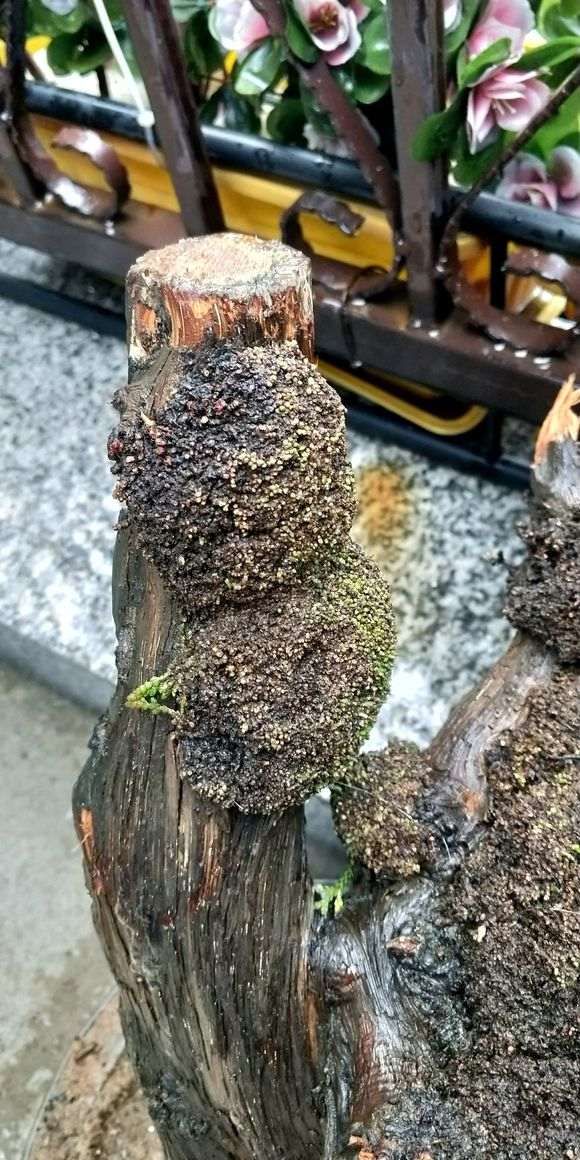 这个崖柏下山桩成活的几率大吗