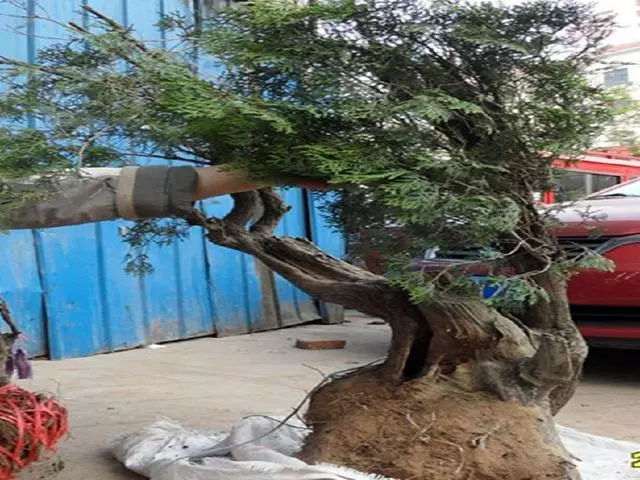 养了5年的崖柏下山桩
