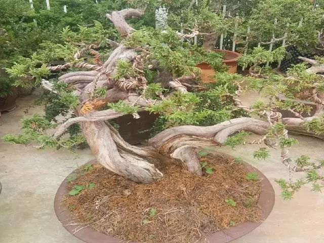 养了5年的崖柏下山桩