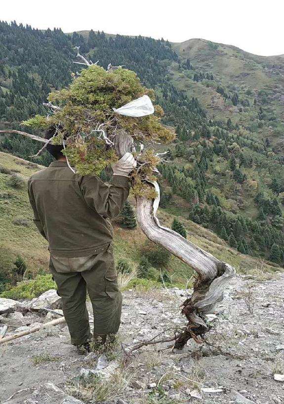 在山里发现一棵快要枯死的崖柏下山桩