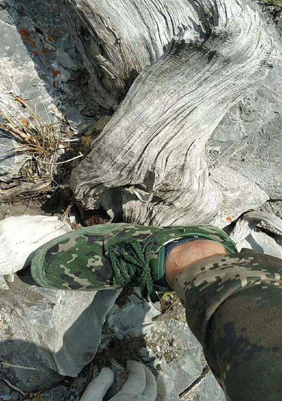 在山里发现一棵快要枯死的崖柏下山桩