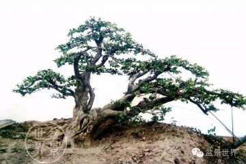 图解 如何用电动工具制作黄杨盆景