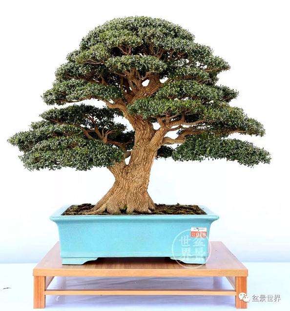 一般50年的黄杨盆景价格在2万-4万元不等