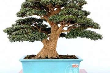 一般50年的黄杨盆景价格在2万-4万元不等