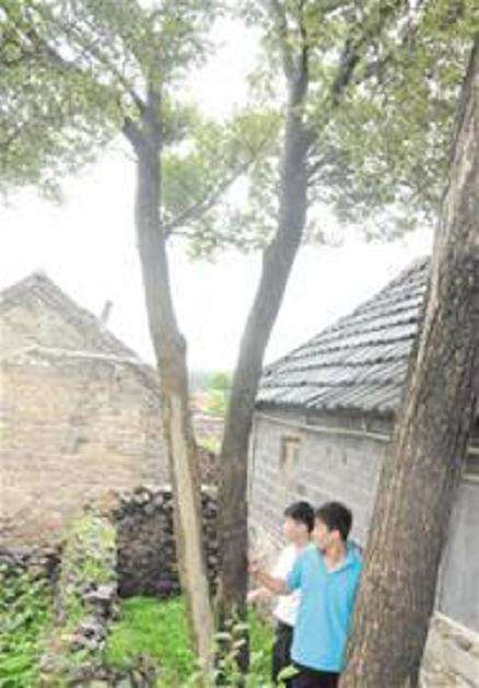 青岛黄杨盆景 曾有人出20万要买