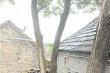 青岛黄杨盆景 曾有人出20万要买