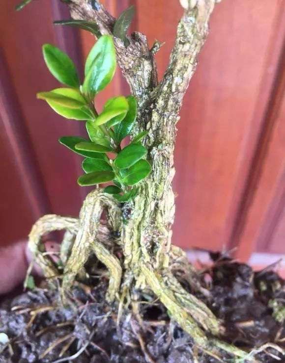 现在黄杨盆景市场非常火热