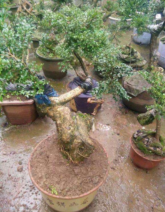 现在黄杨盆景市场非常火热