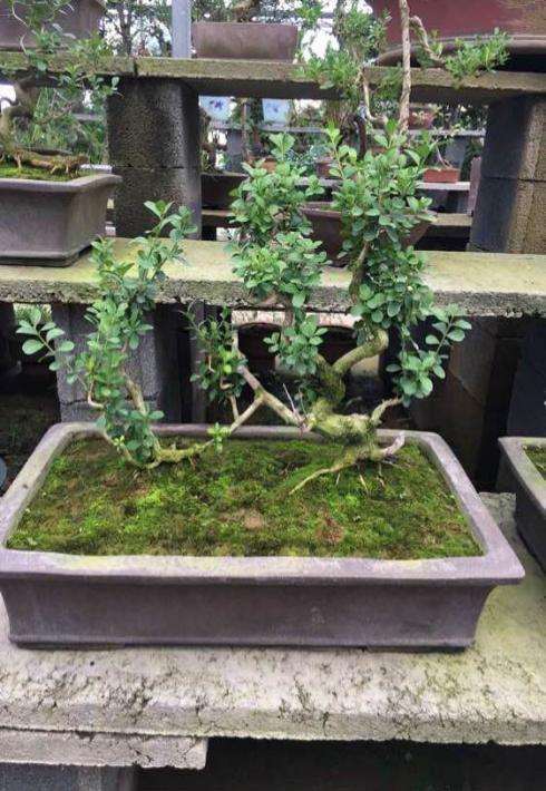 黄杨为什么会被称为盆景四大家