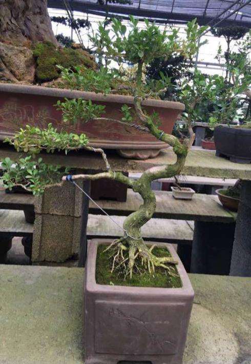 黄杨为什么会被称为盆景四大家