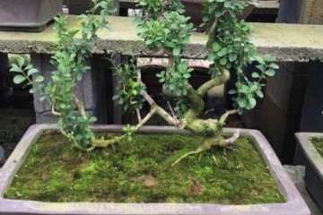 黄杨为什么会被称为盆景四大家？