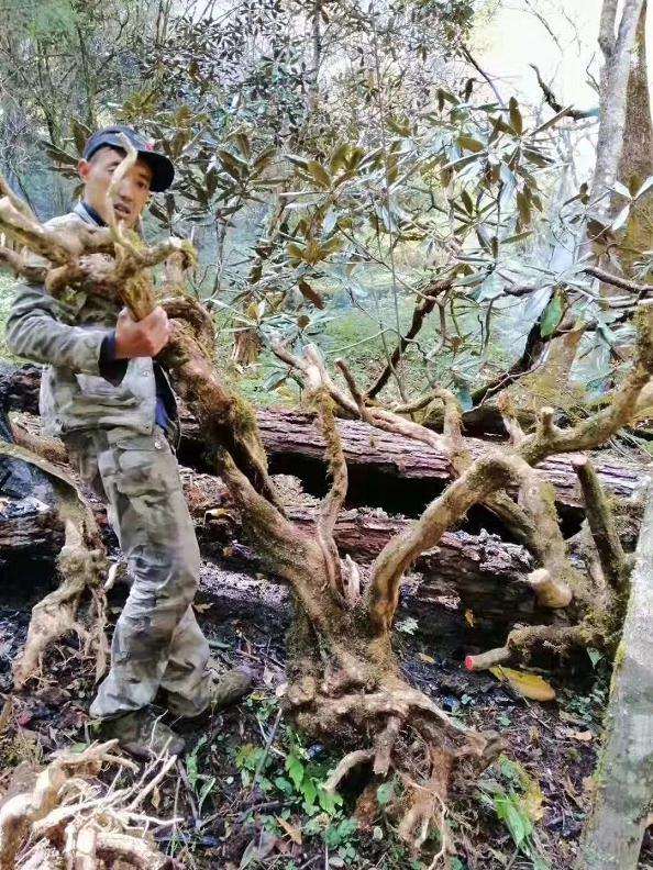 六七十斤的黄杨下山桩 价格只卖500元?