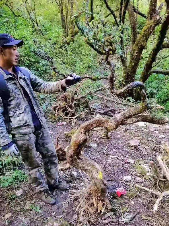 六七十斤的黄杨下山桩 价格只卖500元?