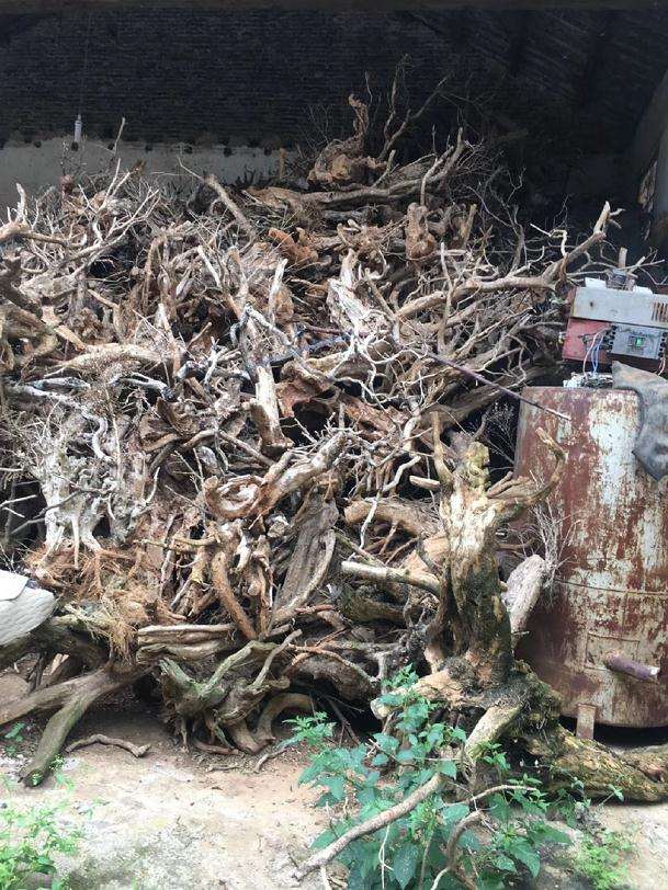 云南男子40吨黄杨下山桩 估计要坐牢10年