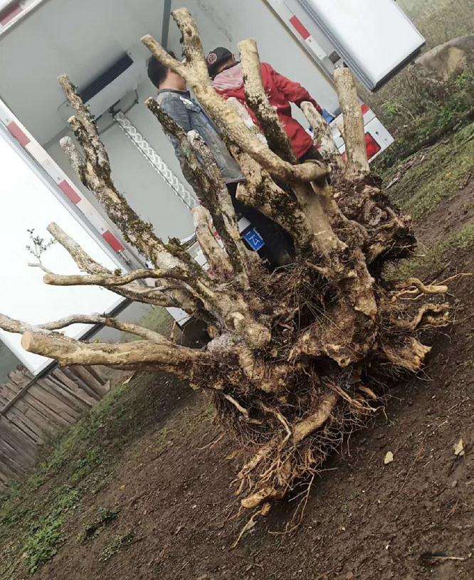 云南男子40吨黄杨下山桩 估计要坐牢10年