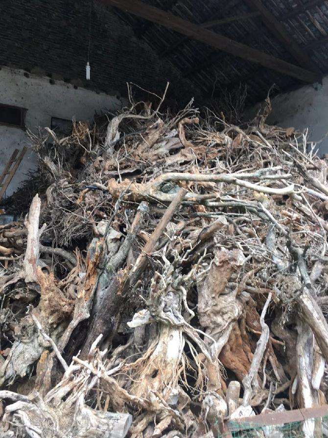 云南男子40吨黄杨下山桩 估计要坐牢10年