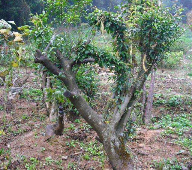 黄杨盆景的5个养护要点