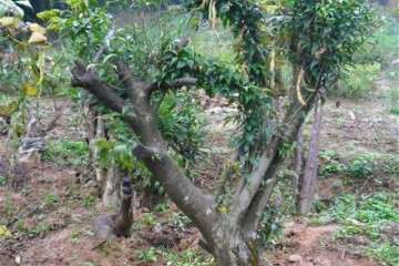 黄杨老桩盆景怎么养护的要点 图片