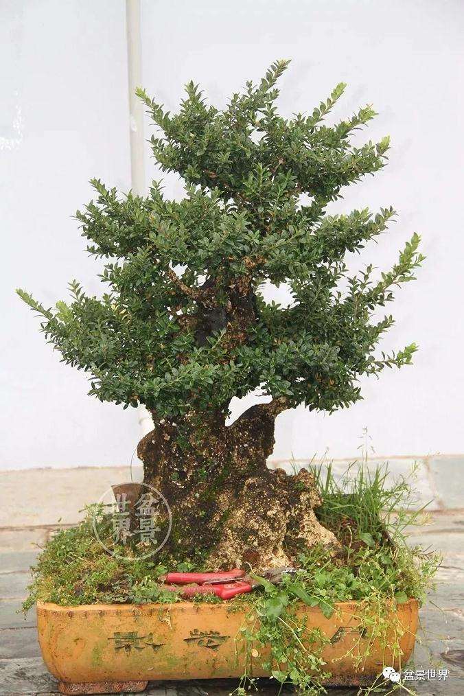 豆瓣黄杨盆景的管护秘笈