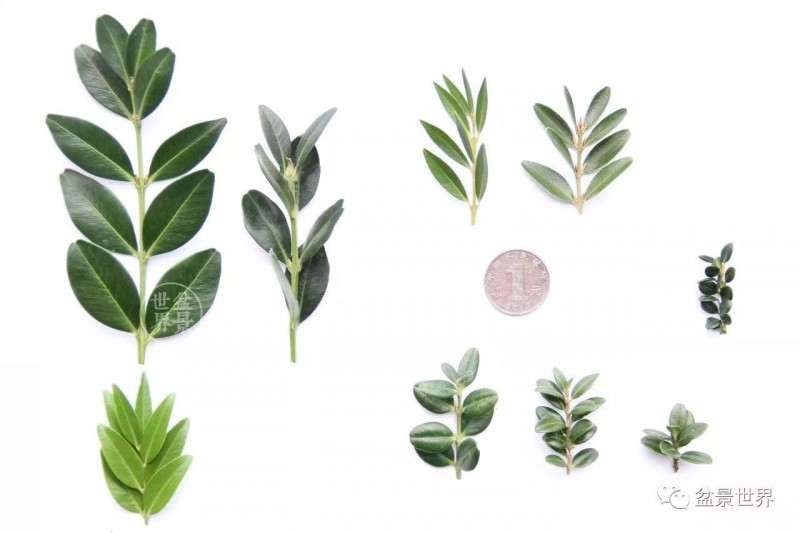 豆瓣黄杨盆景的管护秘笈