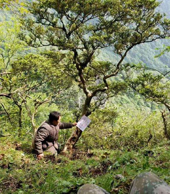 恩施咸丰坪坝营男子在野外发现一棵100年黄杨盆景