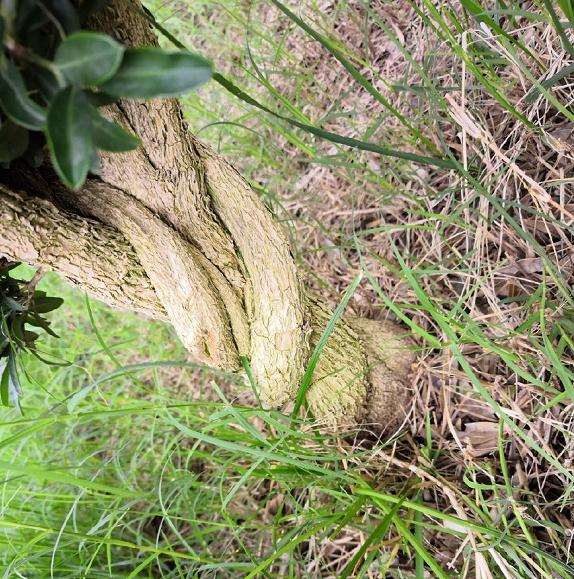 恩施咸丰坪坝营男子在野外发现一棵100年黄杨盆景
